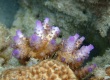 Acropora nasuta