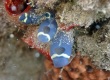 Blue Sea Squirt