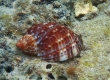 Partridge Tun Shell (Amami Oshima)