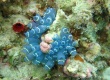 Blue Sea Squirt