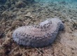 Curryfish Sea Cucumber