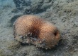 Brown Sandfish Sea Cucumber