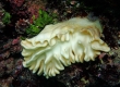 Soft Coral (Miyakojima)