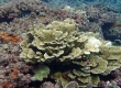 Coral (Miyakojima)