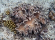 Coral (Miyakojima)