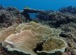 Coral (Miyakojima)