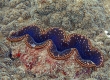 Tridacna Clam (Miyakojima)