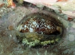 Snakehead Cowrie (Amami Oshima)