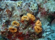 Coral (Miyakojima)