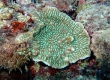 Coral (Miyakojima)