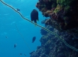 Wire Coral (Miyakojima)