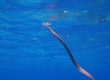 Black-Banded Sea Krait (Miyakojima)