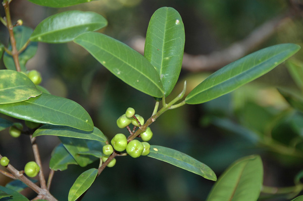 mokihana flower